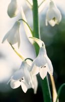 Galtonia candicans - Summer Hyacinth