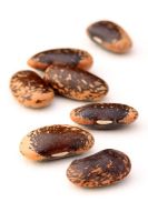 Phaseolus coccineus 'Painted Lady' - Runner bean seeds. A Heriatge variety 1855