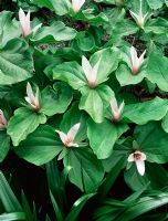 Trillium chloropetalum var. giganteum - Wake robin flowers