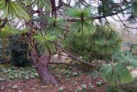 Pinus engelmanii underplanted with Galanthus nivalis 'Flore Pleno'