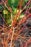 Cornus sanguinea 'Anny' - Bright winter stems