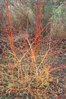 Bright winter stems of Cornus sanguinea 'Anny'