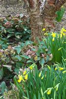 Prunus serrula surrounded by Helleborus lividus and narcissi in the winter garden