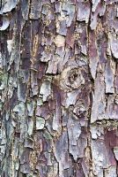 Bark of Cupressus glabra - Smooth Arizona Cypress