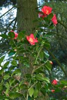 Camellia japonica 'Juno'