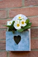Primula in a 'New England' style planter with heart shape cut out