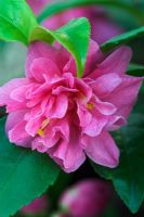 Camellia hybrid 'Fragrant Pink'