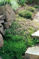 Thymus spreading over ground beside rocks and steps