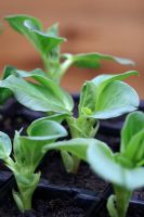 Vicia faba - Broad Bean 1809 heritage variety 'Green Windsor' seedlings in cell tray