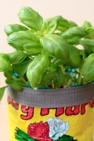 Basilicus - Detail of Basil in a pot plant holder made from a recycled vegetable sack