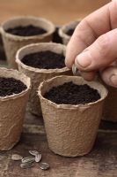Planting Sunflower seeds in biodegradable fibre pots in Spring