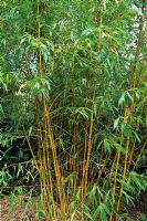 Phyllostachys bambusoides 'Castillonis'    