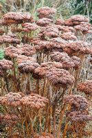 Sedum 'Autumn Joy' - Ice Plant seed heads with frost