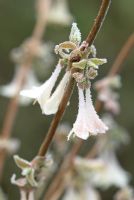 Lonicera elisae in February with frost