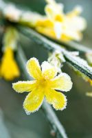 Jasminum nudiflorum with frost