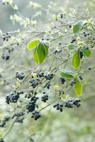 Ligustrum obtusifolium - Border Privet berries with frost 