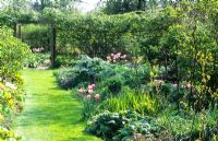 Spring garden with grass path leading to a Rose covered pergola - Tulia and foliage of Cynara, Crocosmia and Hosta in adjacent bed