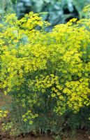 Anethum graveolens - Dill in flower