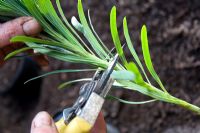 Taking Euphorbia cuttings - Cutting stem to make it shorter