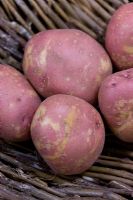 Potato 'Red Craigs Royal' - Introduced 1957 Second Early