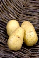 Potato 'Exquisa' introduced 1998 early maincrop