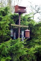 Bird table placed amongst Juniper x pfitzeriana with Robin and Great Tit 
