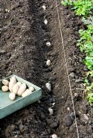 Solanum tuberosum 'Charlotte' - Chitted Potatoes in planting trench