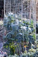 Wire cage around garden plant - Protection from rabbits