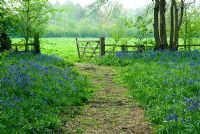 Hyacinthoides non-scripta - Bluebell wood and gate to wildflower meadow at Coton Manor