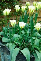 Tulipa 'Spring Green' in copper verdigris container on terrace at Coton Manor, Northants