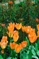 Tulipa 'Orange Emperor' and Euphorbia griffithii 'Dixter' in border at Coton Manor, Northants