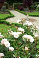 Rosa 'Gruss aan Aachen' in new small formal front garden with Buxus hedging, sundial and path to front gate
