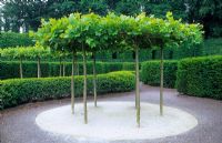 Table top pleached Platanus - plane trees at Alnwick Castle. A natural shade.
