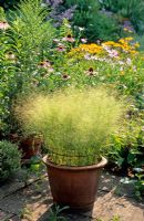 Aira elegantissima - Cloud grass growing in pot through upturned hanging basket for support