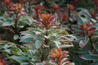 Euphorbia 'Helena's Blush' with variegated foliage  