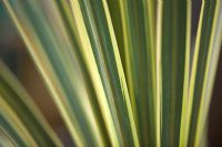 Cordyline australis 'Torbay Dazzler' - New Zealand Cabbage Palm