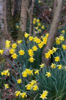 Narcissus pseudonarcissus - Wild daffodils in woodland setting