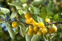 Prunus domestica 'Mirabelle'