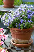Ageratum houstonianum in pot on chair