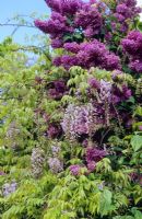 Syringa vulgaris 'Firmament' with Wisteria floribunda