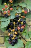 Rubus - Blackberry 'Fantasia'