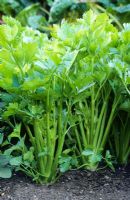 Apium graveolens - Celery
