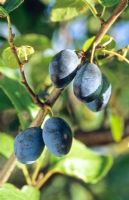 Prunus institia 'Prune Damson' - Shropshire Damson