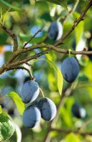 Prunus institia 'Prune Damson' - Shropshire Damson