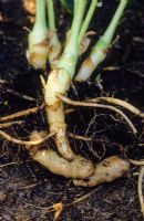 Hedychium densiflorum showing roots