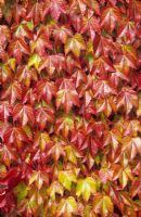 Parthenocissus tricuspidata - Autumn foliage