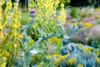 Prairie style garden with drifts of grasses, Verbascum and Onopordum acanthum - Lady Farm, Somerset 