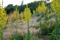 Prairie style garden with drifts of grasses and Verbascum 