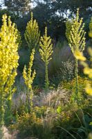 Prairie style garden with drifts of grasses and Verbascum - Lady Farm, Somerset 