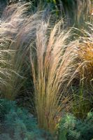 Stipa tennuissima - Mexican Feather Grass